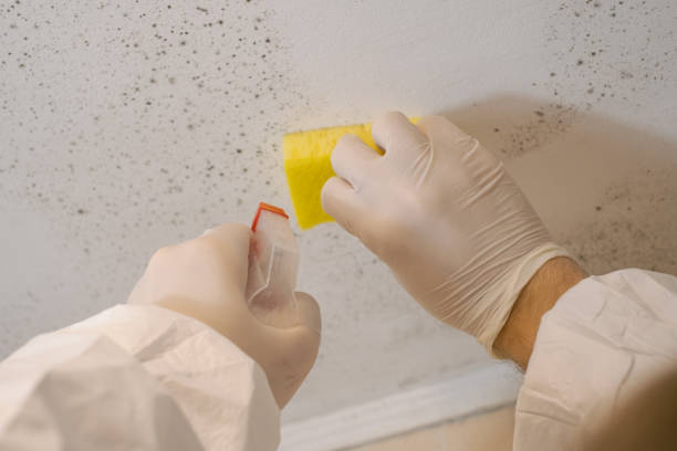 Best Attic Mold Removal  in Great Notch, NJ