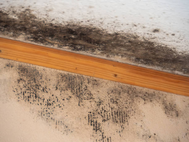 Best Residential Mold Inspection & Testing  in Great Notch, NJ