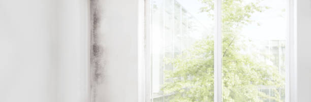 Best Mold Odor Removal Services  in Great Notch, NJ