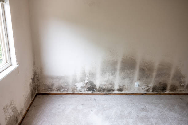 Best Comprehensive Air Testing for Mold Contaminants  in Great Notch, NJ