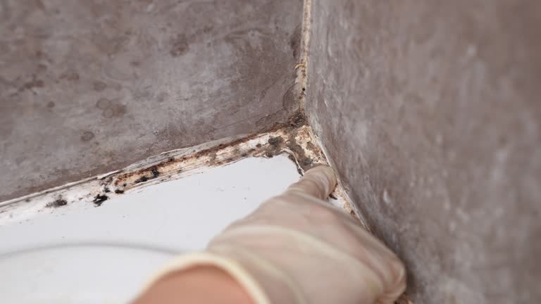 Best Post-Construction Mold Inspection  in Great Notch, NJ